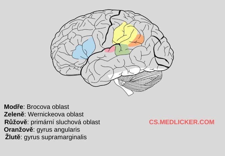 Wernickeovo centrum řeči: umístění v mozku, funkce a poruchy